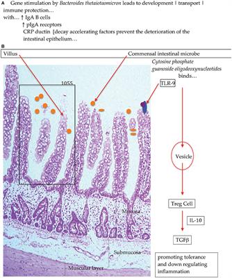 Immunological Tolerance and Function: Associations Between Intestinal Bacteria, Probiotics, Prebiotics, and Phages